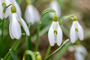 perce-neige