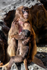 Gelada baboon female. Latin name - Theropithecus gelada