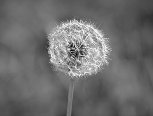 Dandelion in the meadow black and white