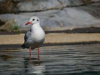 Mouette les pattes dans l'eau