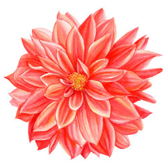dahlia flower on an isolated white background, watercolor illustration, botanical flora painting