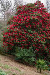 Fototapeta na wymiar Red Rhododendron in flower