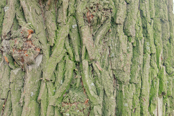 Of poplar bark close up in cloudy weather