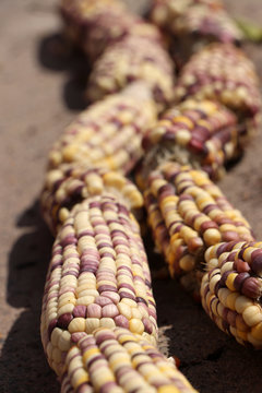 Kentucky rainbow dent corn arranged in a row.