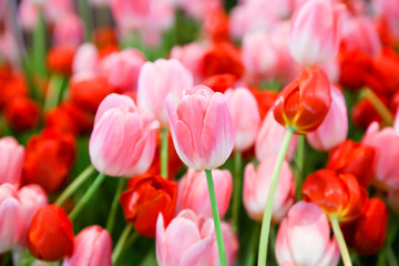 Fresh beautiful pink and white tulip flower