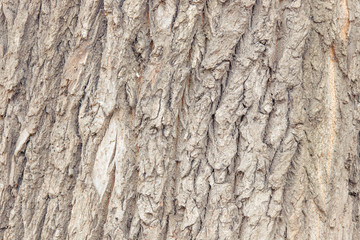 Of poplar bark close up in cloudy weather