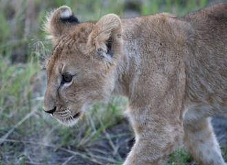 Fototapeta na wymiar Lion cub closeup