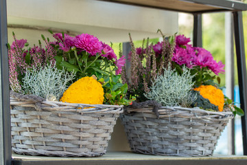 Fototapeta premium Gift wicker baskets with flowers and pumpkins. Chrysanthemum, heather, Leucophyta brownii, Silver Nugget, pumpkin. Beautiful decorative bouquet with flowers and vegetables, design