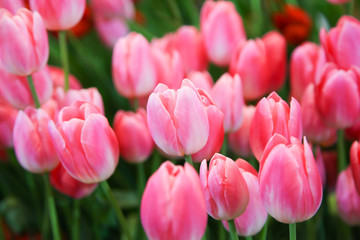 Fresh beautiful pink and white tulip flower