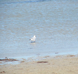 Even seagulls can safely walk on the coastal waters of shallow lake Sivash.