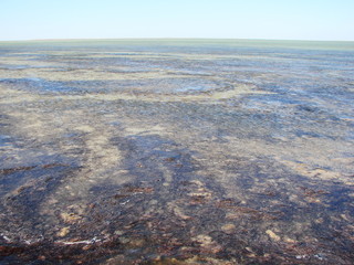 Top view of the clear water surface of Salt Lake Sivash, through which the sandy bottom and vegetation are visible.