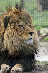 Obraz na płótnie Canvas Barbary Lion (Panthera leo leo)