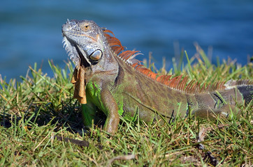 Close up of an iguana basking the afternoon sun