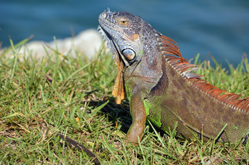 Close up of an iguana basking the afternoon sun