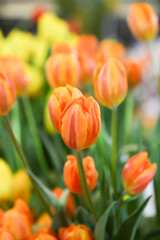 Fresh beautiful yellow and orange tulip flower