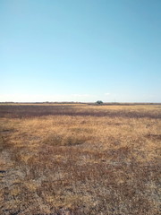 Fototapeta na wymiar Panorama of poor vegetation of Azov salt marshes under the rays of the morning sun on a background of clear blue sky.