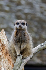 Slender-tailed Meerkat (Suricatta suricatta)