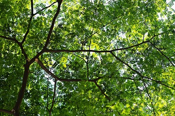 green leaf tropical tree with green leaves texture background. Ecology and environment concept in the city