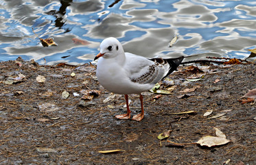 seagull on the beach