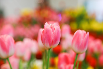 Fresh beautiful pink and white tulip flower