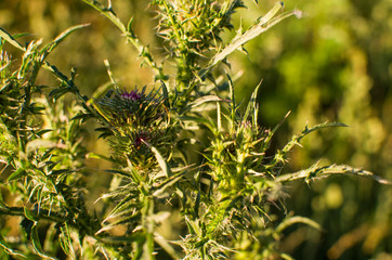 a wild thistle in bloom