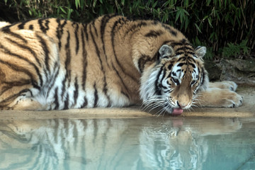 Siberian Tiger (Panthera tigris altaica)