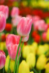 Fresh beautiful pink and white tulip flower