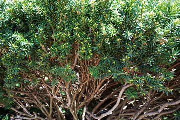 Close up green flower plants