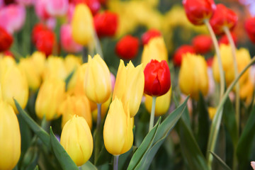 Fresh beautiful yellow and orange tulip flower