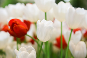 Fresh beautiful white and red tulip flower