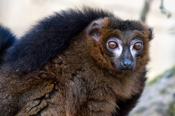 Black Lemur (Eulemur macaco)