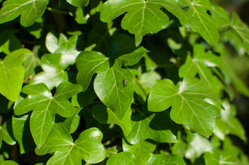 background of green leaves of bindweed