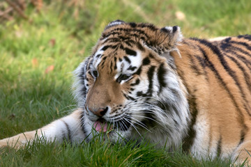 Siberian Tiger (Panthera tigris altaica)