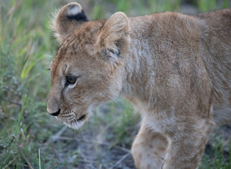 portrait of a lion cub