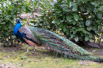 Peacock (pavo cristatus)