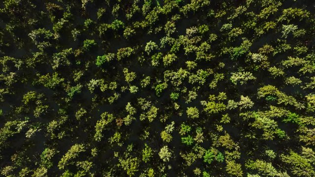 Colorful aerial view camera moves from green forest of dense mixed tree tops.  Bird's-eye view (4K UHD, computer digitally generated animation.)