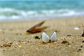 sea shells on the sand