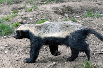 Honey Badger (Mellivora capensis)