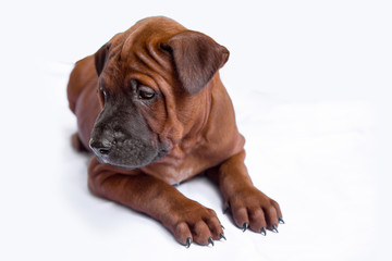 Pets, Puppy, Dog, Animal, Canine