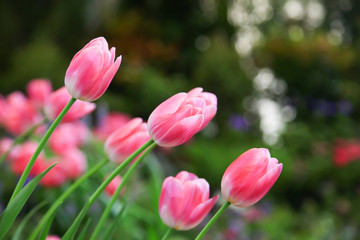 Obraz na płótnie Canvas Fresh beautiful pink and white tulip flower