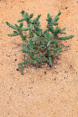 Cactus plants in the botanical garden