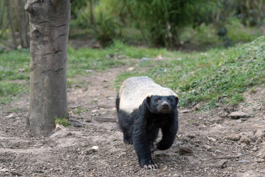 Honey Badger (Mellivora capensis)