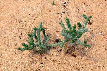 Cactus plants in the botanical garden
