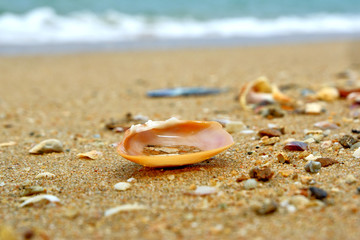 sea shells on the sand