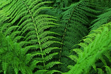 green leaf tropical tree with green leaves texture background. Ecology and environment concept in the city
