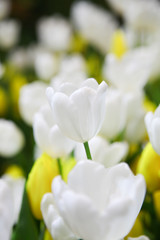 Fresh beautiful white and yellow tulip flower