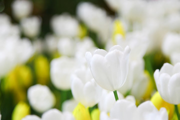 Fresh beautiful white and yellow tulip flower