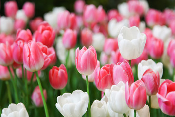 Fresh beautiful pink and white tulip flower