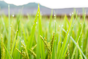 rice field in the morning