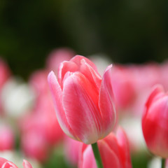 Fototapeta premium Fresh beautiful pink and white tulip flower